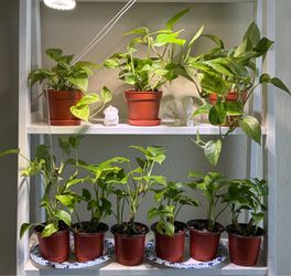 Houseplants for sale!