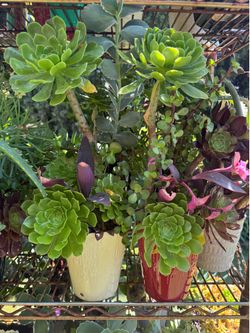 Beautiful Succulent