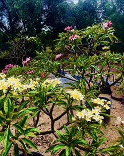 Plumeria trees make me an offer