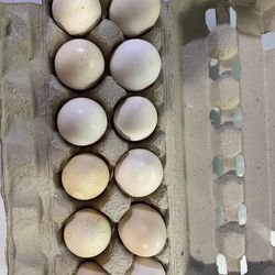 Eggs