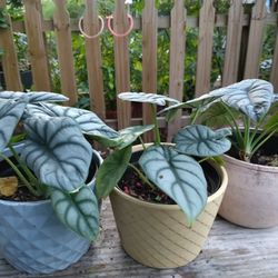 Alocasia Silver Dragon Plant