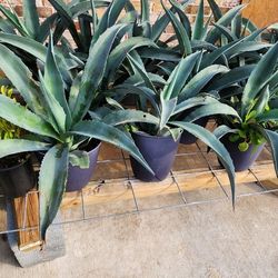 Agave Azul 3gallones 
