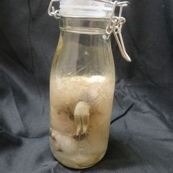 Wet Specimen Opo Bits