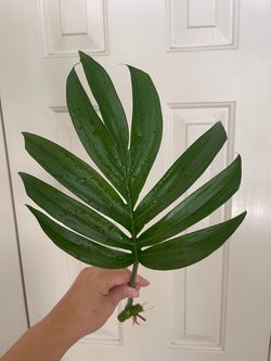Dragons tail plant CUTTING- rooted