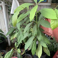 Avacado Trees