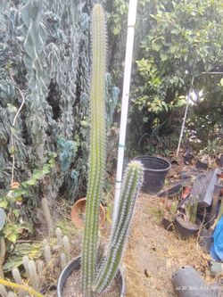 Cactus plant