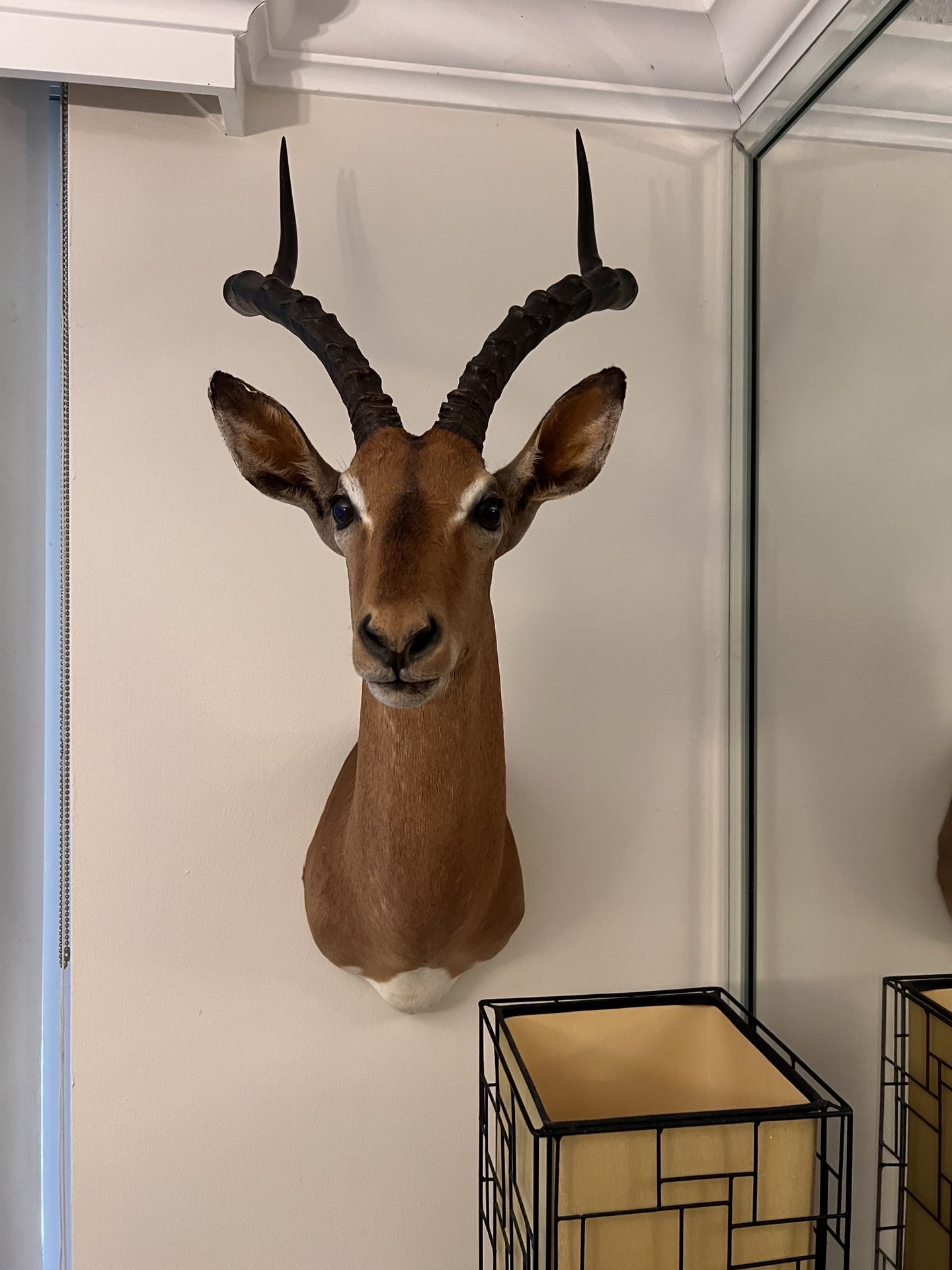 Antelope Taxadermy