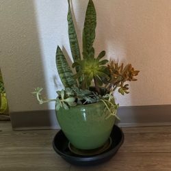 🪴 In A Ceramic Pot Variety Plants