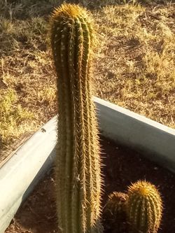 Tall Torch Cactus with Baby Pup 
¡Alto Cactus Antorcha con Hijuelo