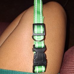 Dog Collar