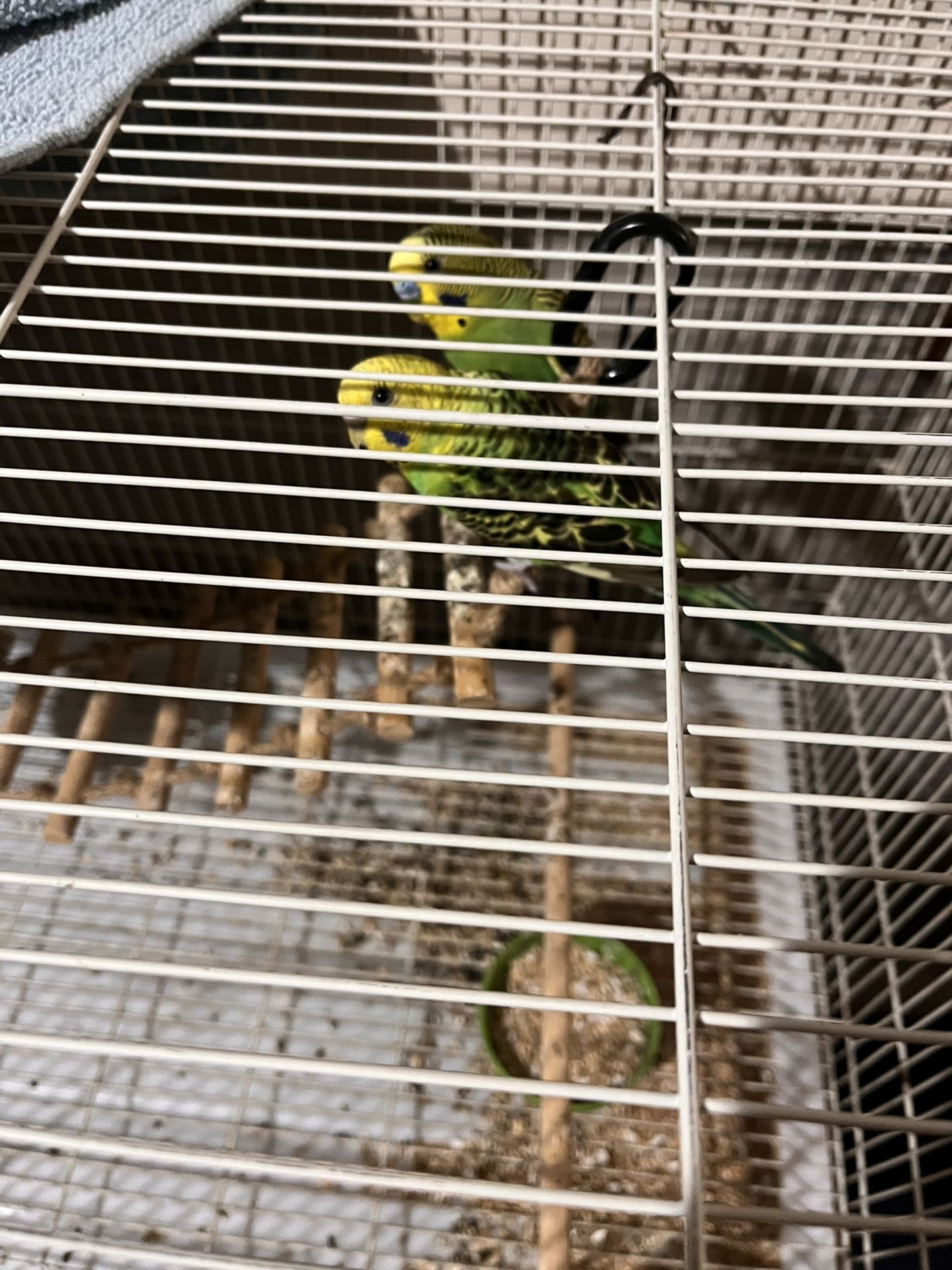 Love Birds