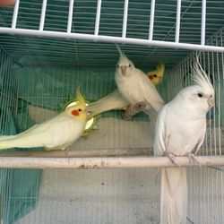 Cage Birds