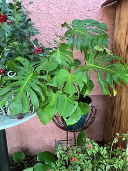 Monstera