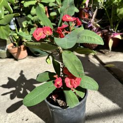 Corona De Cristo | Crown Of Christ Plant I Red Flower 