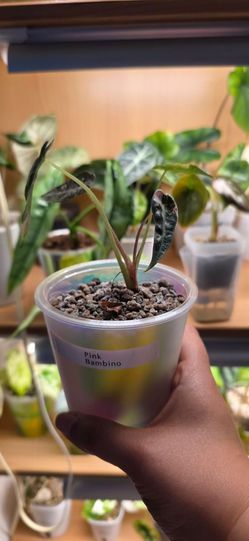 🌿 Alocasia Pink Bambino 🌿