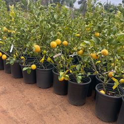 5 Gallon size- fruiting age- citrus trees