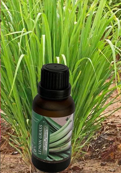 Lemon Grass Essential Oil