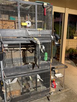 birdcage
