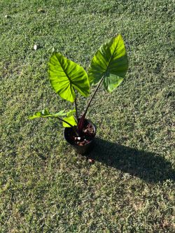 Alocasia red stem