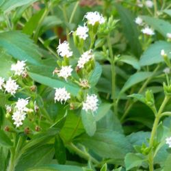 stevia plant 🪴 in 1gal plantas de estevia 1gal