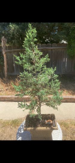 Bonzo Japanese golden Juniper over to Fort $65 firm Bonzo Japanese golden Juniper over to four $65 firm