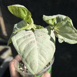 Syngonium Milk Confetti