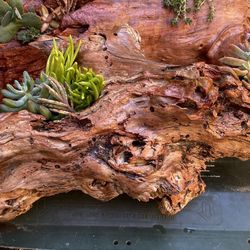 Real Stained Driftwood And Succulent Plants