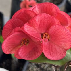 Corona De Cristo Pink Zebra 