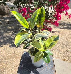 Ficus Elastica Marble RARE
