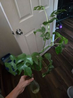 Plant propagation