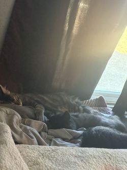 Kitttens 