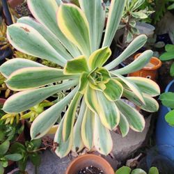 Sunburst In 6” Pot