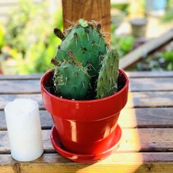 Live outdoor Prickly Pear cactus 🌵 plant in a ceramic planter pot with base included—firm price