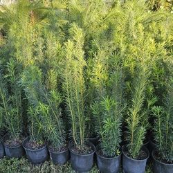 Podocarpus About 4 Feet Tall Instant Privacy Hedge For Fence Green Full Ready For Planting 