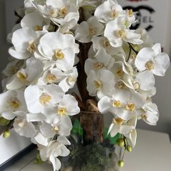 Beautiful White Orchid Arrangement 