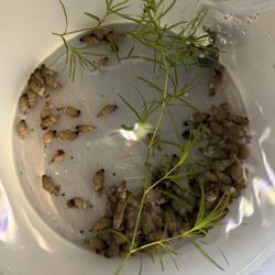 Trumpet Snail aquarium decor