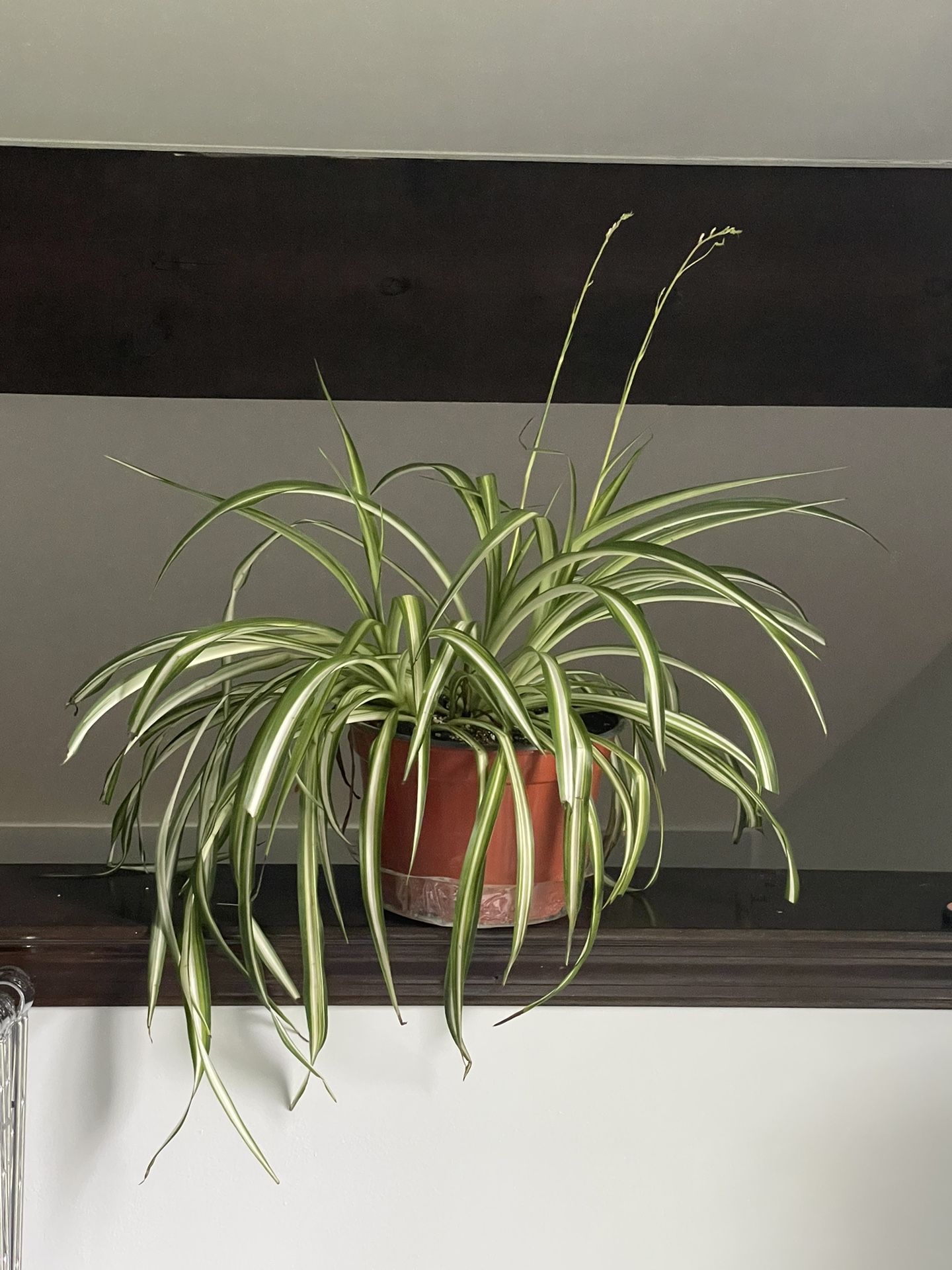 Large Spider Plant live