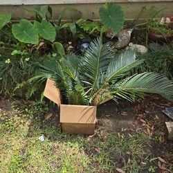 Lot of sago palm pups-approx. 12