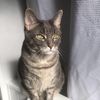 Bowie