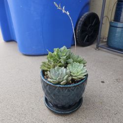 Succulent Set in ceramic Pot