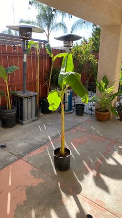 Banana Tree Plant in Pot