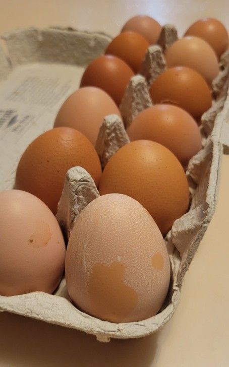 Fresh Eggs