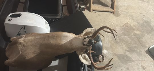 10 pt taxidermy mount