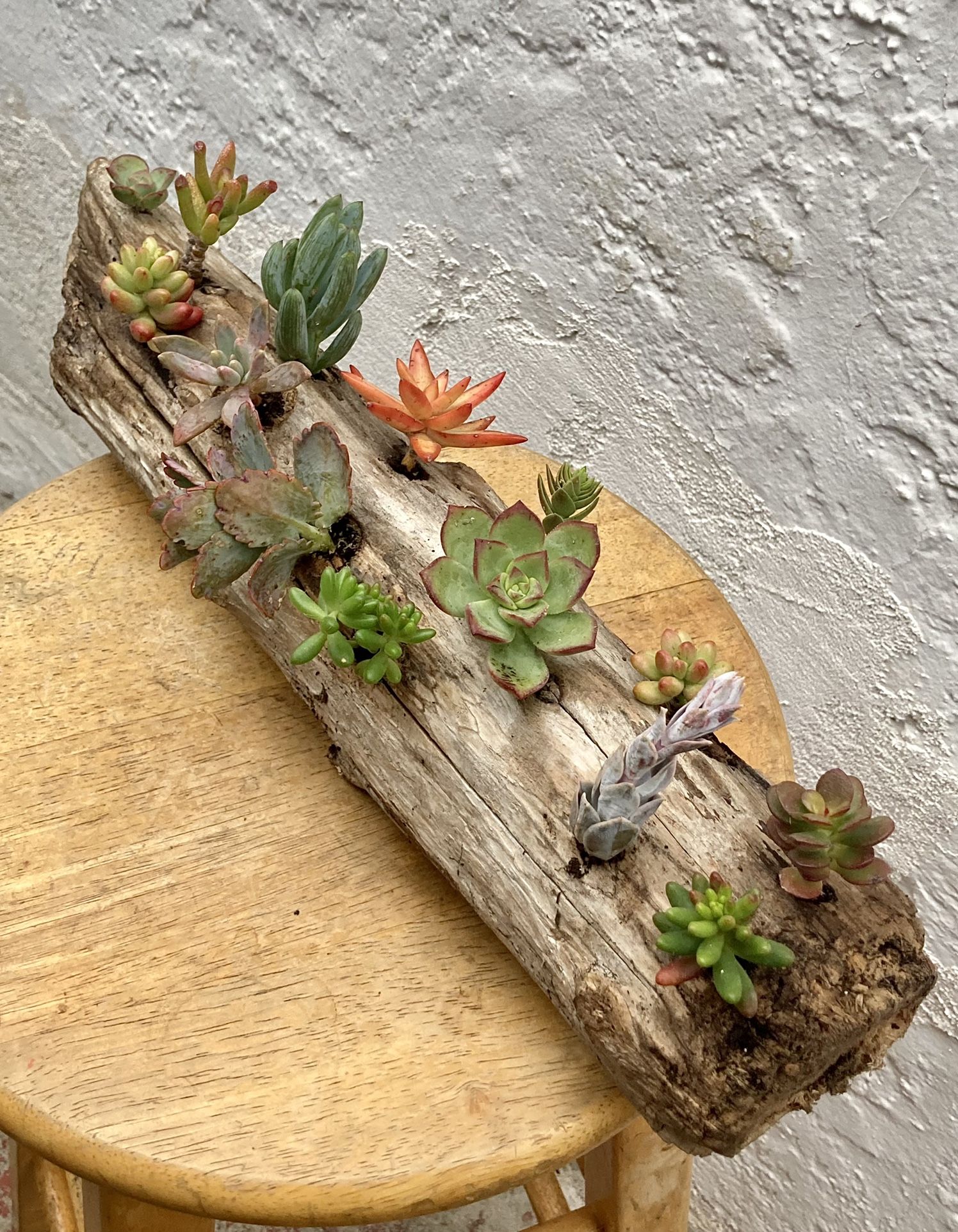 Exotic Driftwood Planter Succulent Arrangement - Multicolor Live Plants & Handmade Fast Shipping