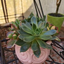 Beautiful Pots With Succulents (3 For $20)