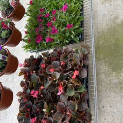 Flowers 6 Packs 5$ Each