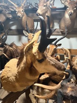 North American Pronghorn