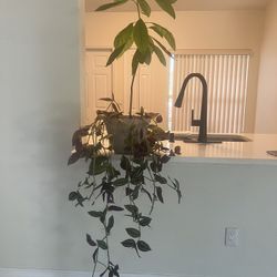 Avocado Tree And Plant