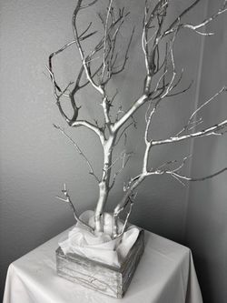 Gorgeous Silver Manzanita Tree