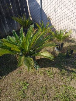 Sago Palms For Spring!
